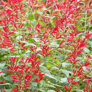 Pineapple Sage Live Plant - Fragrant Salvia Herb, Red Flowers, 4 Inch Pot - Image 6