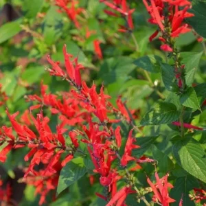 Pineapple Sage Live Plant - Fragrant Salvia Herb, Red Flowers, 4 Inch Pot - Image 7