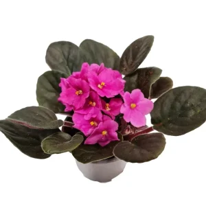 Pink African Violet Live Plant – 4 Inch Pot – Blooming Indoor Houseplant - Image 2