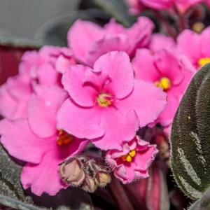 Pink African Violet Live Plant – 4 Inch Pot – Blooming Indoor Houseplant - Image 3