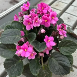 Pink African Violet Live Plant – 4 Inch Pot – Blooming Indoor Houseplant - Image 4