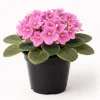 Pink African Violet Live Plant – 4 Inch Pot – Blooming Indoor Houseplant - Image 1