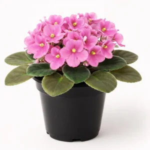 Pink African Violet Live Plant – 4 Inch Pot – Blooming Indoor Houseplant - Image 1
