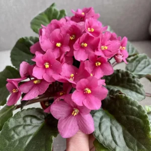Pink African Violet Live Plant – 4 Inch Pot – Blooming Indoor Houseplant - Image 5