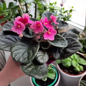 Pink African Violet Live Plant – 4 Inch Pot – Blooming Indoor Houseplant - Image 6