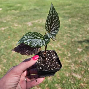 Pink Angelwing Begonia Maculata Live Plant – 2 Inch Pot – Indoor Houseplant - Image 2