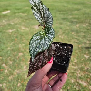 Pink Angelwing Begonia Maculata Live Plant – 2 Inch Pot – Indoor Houseplant - Image 3