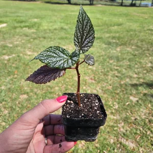Pink Angelwing Begonia Maculata Live Plant – 2 Inch Pot – Indoor Houseplant - Image 4