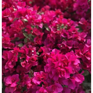 Pink Bougainvillea Live Plant Pack – 3 Vines, 4-8 Inch Tall, Outdoor - Image 2