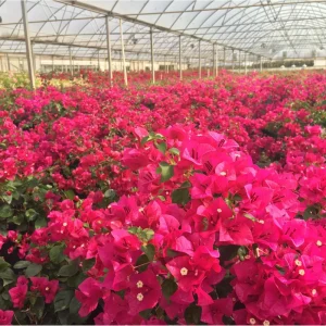 Pink Bougainvillea Live Plant Pack – 3 Vines, 4-8 Inch Tall, Outdoor - Image 4