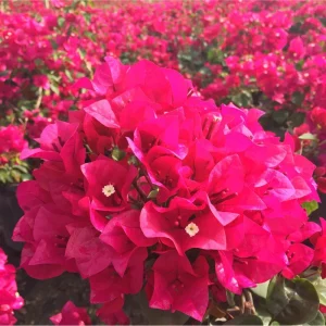 Pink Bougainvillea Live Plant Pack – 3 Vines, 4-8 Inch Tall, Outdoor - Image 5