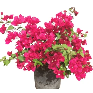 Pink Bougainvillea Live Plant Pack – 3 Vines, 4-8 Inch Tall, Outdoor - Image 6