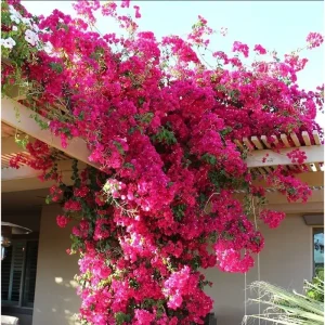 Pink Bougainvillea Live Plant Pack – 3 Vines, 4-8 Inch Tall, Outdoor - Image 7