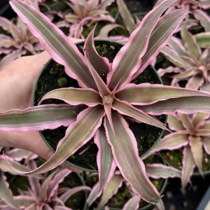 Pink Earth Star Live Plant | Cryptanthus Le Rey Tropical Plant | 2.5 Inch to 4 Inch Pot - Image 2
