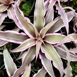 Pink Earth Star Live Plant | Cryptanthus Le Rey Tropical Plant | 2.5 Inch to 4 Inch Pot - Image 3