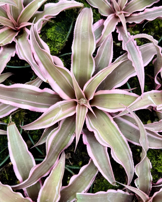 Pink Earth Star Live Plant | Cryptanthus Le Rey Tropical Plant | 2.5 Inch to 4 Inch Pot - Image 3