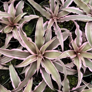 Pink Earth Star Live Plant | Cryptanthus Le Rey Tropical Plant | 2.5 Inch to 4 Inch Pot - Image 4