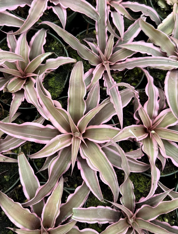 Pink Earth Star Live Plant | Cryptanthus Le Rey Tropical Plant | 2.5 Inch to 4 Inch Pot - Image 4