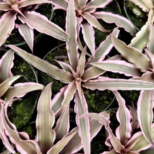 Pink Earth Star Live Plant | Cryptanthus Le Rey Tropical Plant | 2.5 Inch to 4 Inch Pot - Image 5