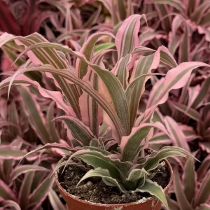 Pink Earth Star Live Plant | Cryptanthus Le Rey Tropical Plant | 2.5 Inch to 4 Inch Pot - Image 6