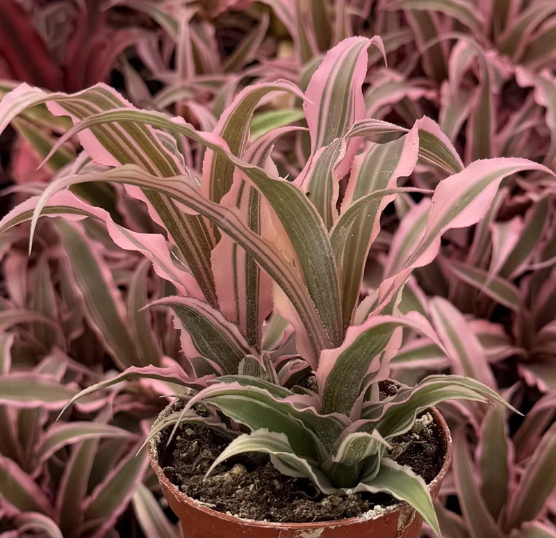 Pink Earth Star Live Plant | Cryptanthus Le Rey Tropical Plant | 2.5 Inch to 4 Inch Pot - Image 6