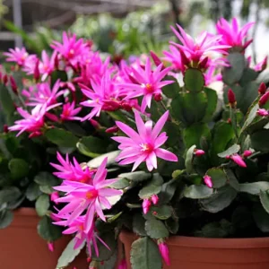 Pink Easter Cactus Live Plant - 4 inch Pot, 4-6 Inch Tall Indoor Houseplant - Image 2