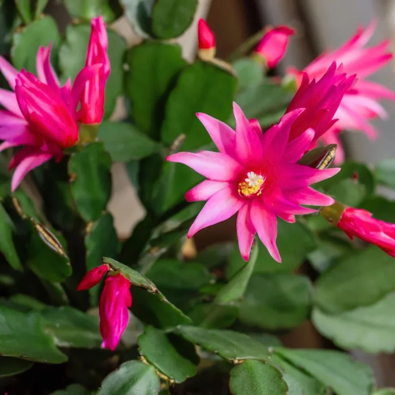 Pink Easter Cactus Live Plant - 4 inch Pot, 4-6 Inch Tall Indoor Houseplant - Image 3
