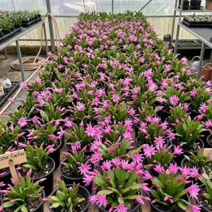 Pink Easter Cactus Live Plant - 4 inch Pot, 4-6 Inch Tall Indoor Houseplant - Image 4