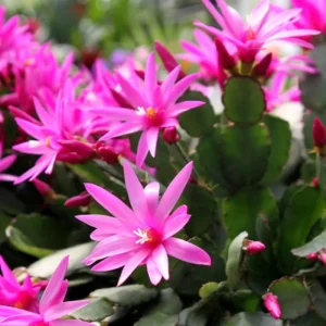 Pink Easter Cactus Live Plant - 4 inch Pot, 4-6 Inch Tall Indoor Houseplant - Image 5