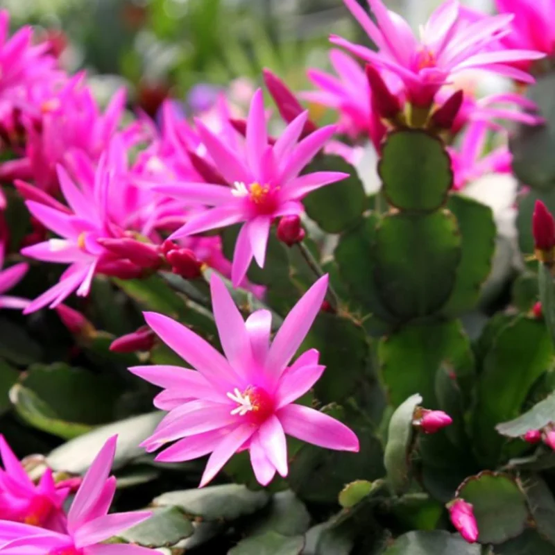 Pink Easter Cactus Live Plant - 4 inch Pot, 4-6 Inch Tall Indoor Houseplant - Image 5