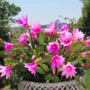 Pink Easter Cactus Live Plant - 4 inch Pot, 4-6 Inch Tall Indoor Houseplant - Image 6