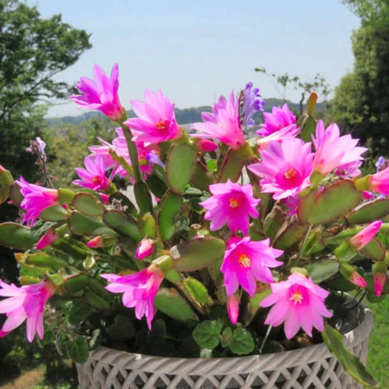 Pink Easter Cactus Live Plant - 4 inch Pot, 4-6 Inch Tall Indoor Houseplant - Image 6