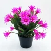 Pink Easter Cactus Live Plant - 4 inch Pot, 4-6 Inch Tall Indoor Houseplant - Image 1