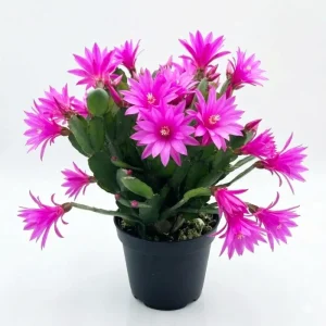 Pink Easter Cactus Live Plant - 4 inch Pot, 4-6 Inch Tall Indoor Houseplant - Image 1