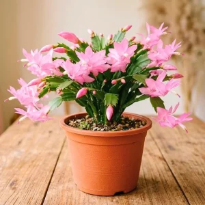 Pink Easter Cactus Live Plant – 4 Inch Pot – Vibrant Blooming Cactus – Indoor/Outdoor - Image 2