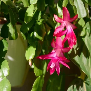 Pink Easter Cactus Live Plant – 4 Inch Pot – Vibrant Blooming Cactus – Indoor/Outdoor - Image 4