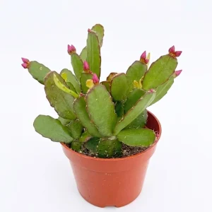 Pink Easter Cactus Live Plant – 4 Inch Pot – Vibrant Blooming Cactus – Indoor/Outdoor - Image 5