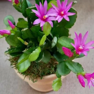 Pink Easter Cactus Live Plant – Flowering Holiday Cactus – 2 inch Pot – Indoor - Image 2
