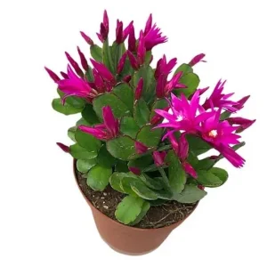 Pink Easter Cactus Live Plant – Flowering Holiday Cactus – 2 inch Pot – Indoor - Image 3