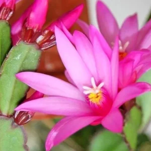 Pink Easter Cactus Live Plant – Flowering Holiday Cactus – 2 inch Pot – Indoor - Image 1