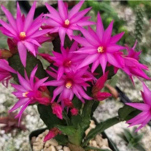 Pink Easter Cactus Live Plant – Flowering Holiday Cactus – 2 inch Pot – Indoor - Image 4