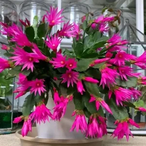 Pink Easter Cactus Live Plant – Flowering Holiday Cactus – 2 inch Pot – Indoor - Image 5