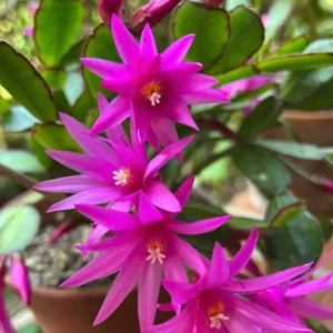 Pink Easter Cactus Live Plant – Flowering Holiday Cactus – 2 inch Pot – Indoor - Image 6