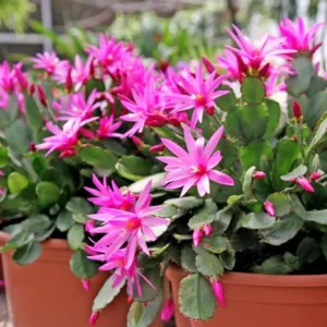 Pink Easter Cactus Live Plant – Flowering Holiday Cactus – 2 inch Pot – Indoor - Image 7