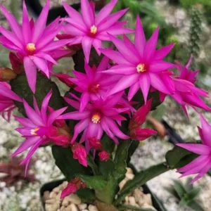 Pink Easter Cactus Live Plant – Flowering Succulent – 4-6 Inch Tall – Indoor/Outdoor - Image 2