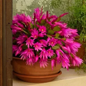 Pink Easter Cactus Live Plant – Flowering Succulent – 4-6 Inch Tall – Indoor/Outdoor - Image 3