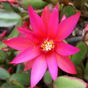 Pink Easter Cactus Live Plant – Flowering Succulent – 4-6 Inch Tall – Indoor/Outdoor - Image 4