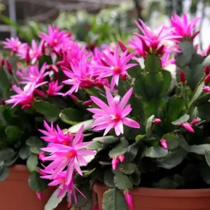 Pink Easter Cactus Live Plant – Flowering Succulent – 4-6 Inch Tall – Indoor/Outdoor - Image 5