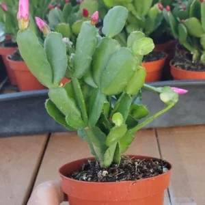 Pink Easter Cactus Live Plant – Flowering Succulent – 4-6 Inch Tall – Indoor/Outdoor - Image 6