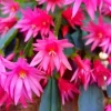 Pink Easter Cactus Live Plant – Flowering Succulent – 4-6 Inch Tall – Indoor/Outdoor - Image 1